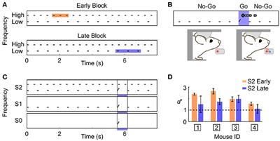 Using Temporal Expectation to Assess Auditory Streaming in Mice